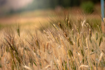 Wheat crop field. Ears of golden wheat close up. Ripening ears of wheat field background. Rich harvest Concept.