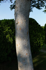 Fototapeta premium tree in forest