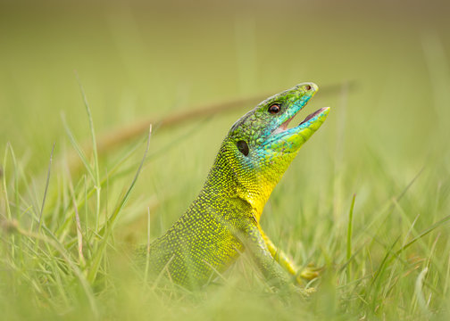 Side view of lizard with open mouth looking out of green grass on summer day