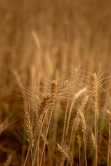 Wheat crop field. Ears of golden wheat close up. Ripening ears of wheat field background. Rich harvest Concept.