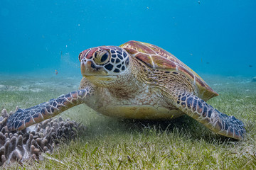Obraz premium Close up view of a green sea turtle feeding on a sea grass. Green sea turtles are herbivores. The jaw is serrated to help the turtle easily chew seagrasses and algae, its primary food sources.