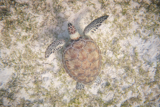 Water turtle swimming in blue depth in water