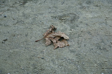 crab on the beach