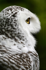 Detail of female snowy owl head.