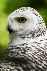 Detail of female snowy owl head.
