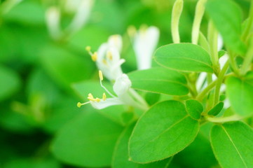 Obraz premium honeysuckle