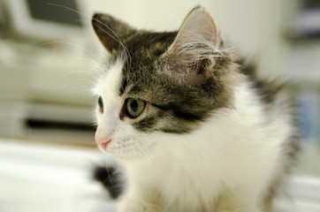 Portrait of a fluffy domestic kitten