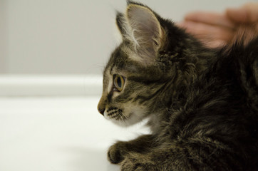 Portrait of a fluffy domestic kitten