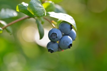 Ripe blueberry cluster on a blueberry bush