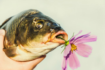  river fish carp close head, eyes, mouth