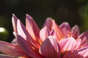 close-up of petals of a red dahlia in full bloom