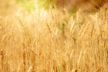 Wheat crop field. Ears of golden wheat close up. Ripening ears of wheat field background. Rich harvest Concept.
