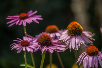 Fototapeta premium Blossoms of coneflowers (echinacea) in pink, yellow and orange