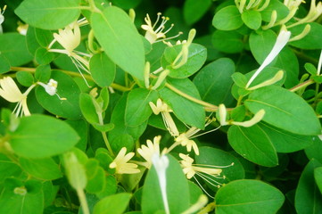 honeysuckle