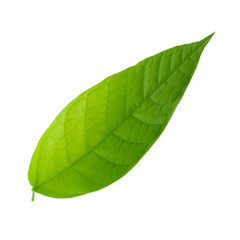 fresh green cacao leaf isolated on white background