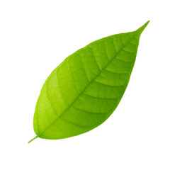 Obraz premium fresh green cacao leaf isolated on white background