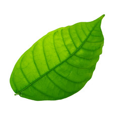 fresh green cacao leaf isolated on white background