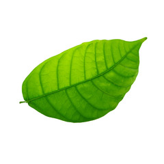 fresh green cacao leaf isolated on white background