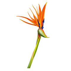 Strelitzia reginae