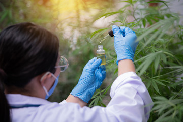 Female scientists are investigating the quality of hemp oil for medical use.