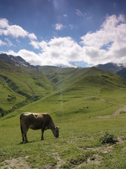 The cow on the pasture