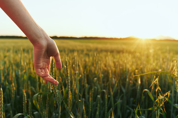 woman hands in field of wheat