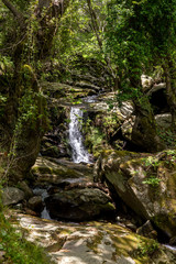 Small mountain river in the forest on a sunny day (Greece, Andros Island, Cyclades).