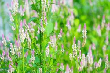 celosia argentea pink color flowers blooming in park blur green leaves