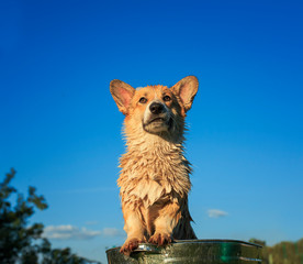  beautiful puppy of corgi washes in a metal trough on the street funny stretching out the paws and big wet ears in the foam