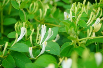 Obraz premium honeysuckle