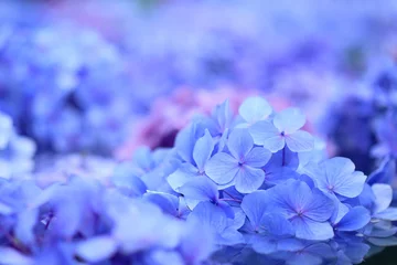 Afwasbaar fotobehang 紫陽花　青い花 © ラッキーエース
