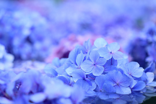 紫陽花images Browse 65 570 Stock Photos Vectors And Video Adobe Stock