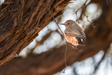 Bird