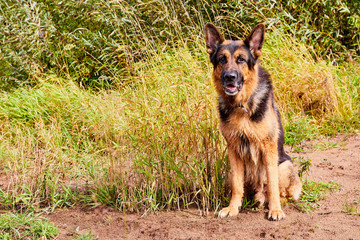 Dog German Shepherd outdoors in an autumn