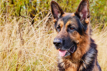 Dog German Shepherd outdoors in an autumn