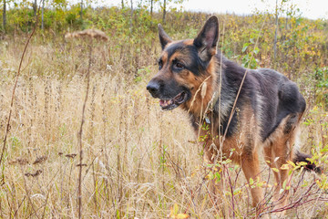 Dog German Shepherd outdoors in an autumn
