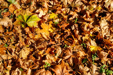 Background of the autumn maple leaves