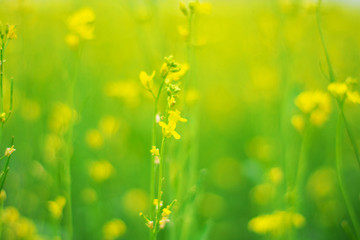 A field of yellow flowers in spring. Beautiful meadow background