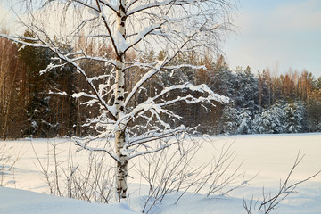 Fototapeta premium Landscape with tree in the foreground and field in the distance on a winter day