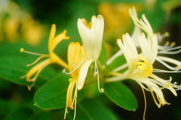 honeysuckle