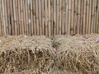 bamboo, background, forest, japan, nature, texture, green, natural, zen, garden, asia, plant, wood, growth, japanese, fence, tree, asian, tropical, culture, material, gardening, old, brown, branch, pa