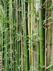 bamboo, background, forest, japan, nature, texture, green, natural, zen, garden, asia, plant, wood, growth, japanese, fence, tree, asian, tropical, culture, material, gardening, old, brown, branch, pa