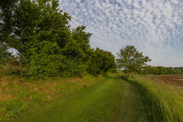 grass path surrounded by vegetation