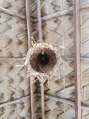 bamboo, background, forest, japan, nature, texture, green, natural, zen, garden, asia, plant, wood, growth, japanese, fence, tree, asian, tropical, culture, material, gardening, old, brown, branch, pa
