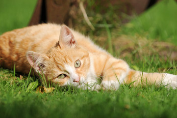 red cat lying on meadow in the garden