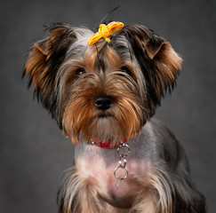 Yorkshire Terrier Portrait