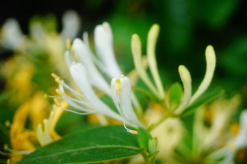 honeysuckle