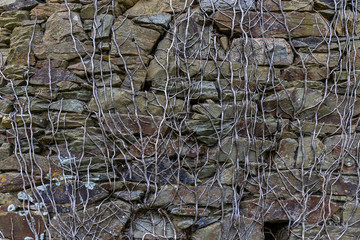 texture real stone and roots