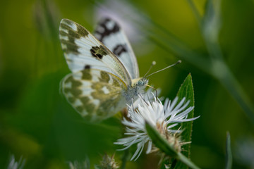 Allphotokz Butterflies 20160707 6112 D810