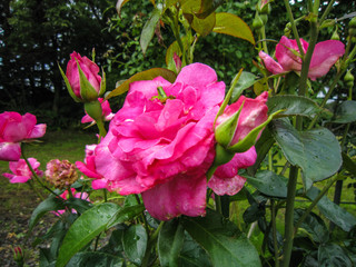 薔薇から顔を出すバッタ